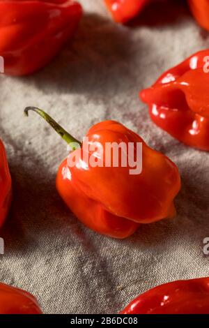 Crudo Rosso Organico Habanero Peppers Pronto A Cucinare Foto Stock