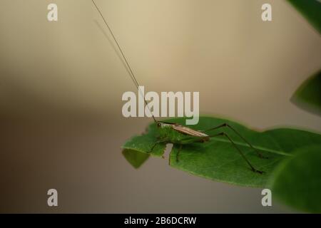 Grasshopper su una foglia Foto Stock