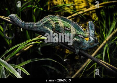 Chameleon Foto Stock