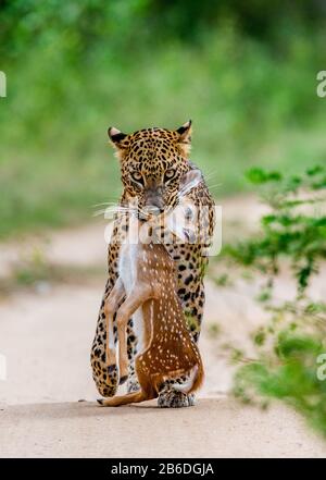 Leopardo con preda è in viaggio. Scatto molto raro. Sri Lanka. Yala National Park Foto Stock