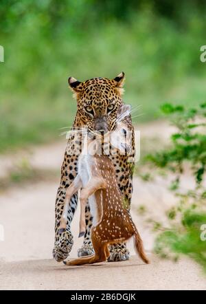 Leopardo con preda è in viaggio. Scatto molto raro. Sri Lanka. Yala National Park Foto Stock