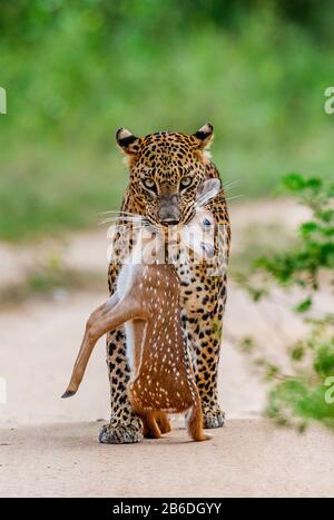 Leopardo con preda è in viaggio. Scatto molto raro. Sri Lanka. Yala National Park Foto Stock