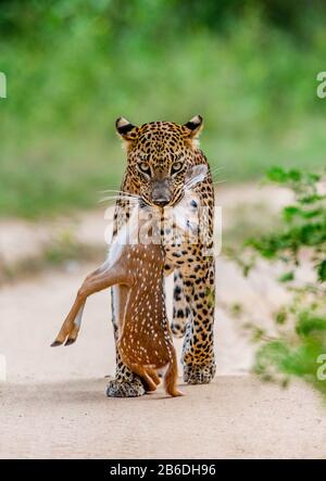 Leopardo con preda è in viaggio. Scatto molto raro. Sri Lanka. Yala National Park Foto Stock