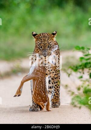 Leopardo con preda è in viaggio. Scatto molto raro. Sri Lanka. Yala National Park Foto Stock