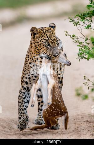 Leopardo con preda è in viaggio. Scatto molto raro. Sri Lanka. Yala National Park Foto Stock