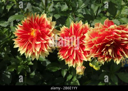 Enorme e colorato Ketchup e Mustard rosso e giallo dahlias. Foto Stock