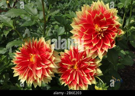 Enorme e colorato Ketchup e Mustard rosso e giallo dahlias. Foto Stock