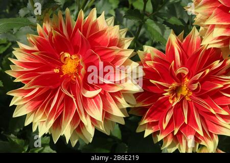 Enorme e colorato Ketchup e Mustard rosso e giallo dahlias. Foto Stock