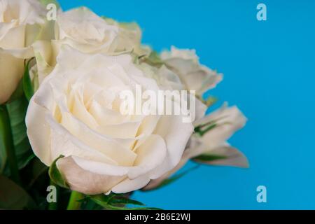 Molte rose bianche su sfondo blu Foto Stock