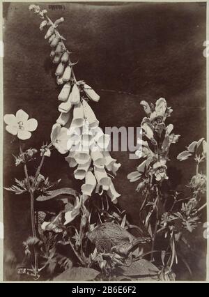 Flower Still life with Foxglove Flower Still Life with Foxglove Property Type: Photographs Item number: RP-F 00-2623 Iscrizioni / marchi: Firma recto stampato insieme, '[c] h. aubry'opschrift, recto, the Signature, been printed together, '63' fabbricante : fotografo: Charles Aubry (proprietà in elenco) Luogo fabbricazione: Francia Data: 1860 - 1870 caratteristiche Fisiche: Albume materiale di stampa: Carta carta cartone Tecnica: Albume dimensioni di stampa: Foto: H 360 mm b × 262 mmblad: H × w 362D Foto Stock