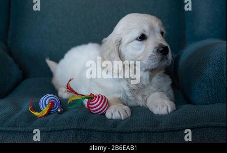 Due mesi di Golden Retriever cucciolo seduto carino ritratto, con un giocattolo a colori in uno sfondo blu Foto Stock