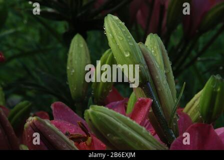 Un gruppo di gemme bagnate e non aperte da un giglio asiatico rosa Foto Stock