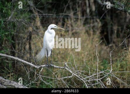 Grande Egret, Myakka River State Park, Florida Foto Stock