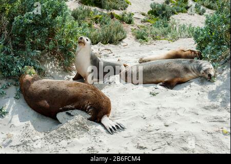 Leoni marini australiani (Neophoca cinerea) riposati in sabbia, Seal Bay, Kangaroo Island, Australia Meridionale, Australia Foto Stock