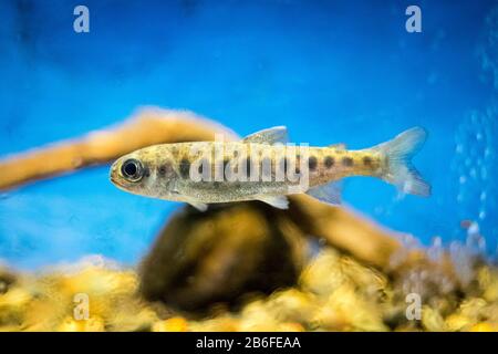 Un salmone Coho (Oncorhynchus kisutch) fingerling (fry) presso il vivaio del fiume Capilano a North Vancouver, British Columbia, Canada. Foto Stock