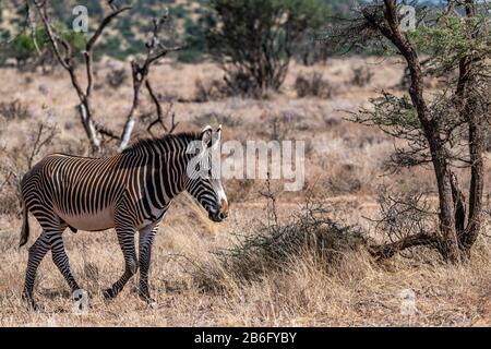 La rara zebra di Grévy, una specie a rischio di estinzione, è la più grande di tutti gli equini selvatici. Vive in prateria semi-arida, Kenya ed Etiopia. Foto Stock