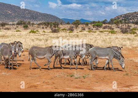 La rara zebra di Grévy, una specie a rischio di estinzione, è la più grande di tutti gli equini selvatici. Vive in prateria semi-arida, Kenya ed Etiopia. Foto Stock
