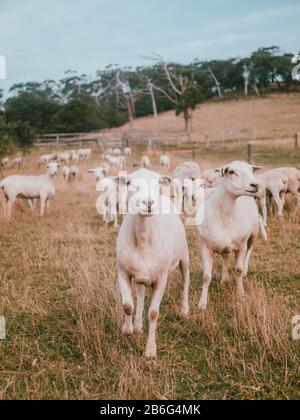 Un ritratto di alcune pecore su una fattoria operativa in Australia Foto Stock