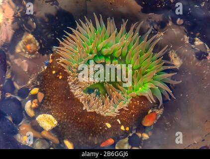 Anemone verde gigante sotto l'acqua in una piscina di marea dell'Oceano Pacifico presso la Riserva Marina Fitzgerald nella California del Nord, nell'area della Baia a sud di San Francisco Foto Stock