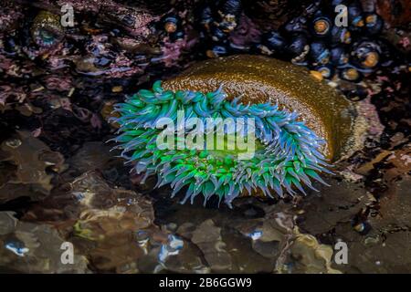 Anemone verde gigante sotto l'acqua in una piscina di marea dell'Oceano Pacifico presso la Riserva Marina Fitzgerald nella California del Nord, nell'area della Baia a sud di San Francisco Foto Stock