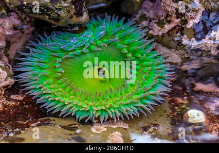 Anemone verde gigante sotto l'acqua in una piscina di marea dell'Oceano Pacifico presso la Riserva Marina Fitzgerald nella California del Nord, nell'area della Baia a sud di San Francisco Foto Stock