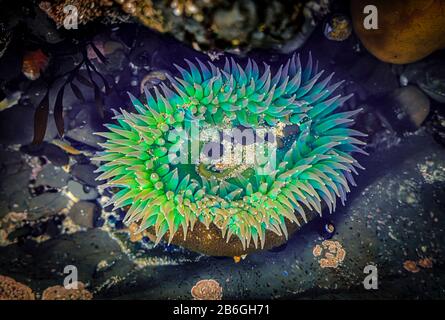 Anemone verde gigante sotto l'acqua in una piscina di marea dell'Oceano Pacifico presso la Riserva Marina Fitzgerald nella California del Nord, nell'area della Baia a sud di San Francisco Foto Stock