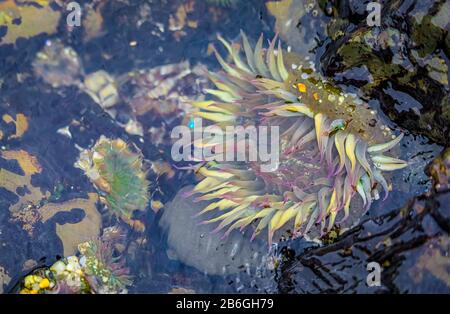 Anemone verde gigante sotto l'acqua in una piscina di marea dell'Oceano Pacifico presso la Riserva Marina Fitzgerald nella California del Nord, nell'area della Baia a sud di San Francisco Foto Stock