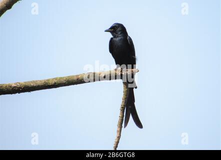 Uccello Del Terai Occidentale, Rohini River Bank Forest, Rupandehi, Nepal Foto Stock