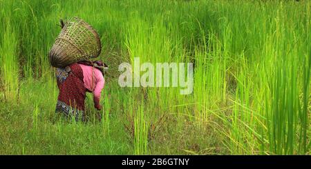 L'operaio di riso cura la sua risaia Foto Stock