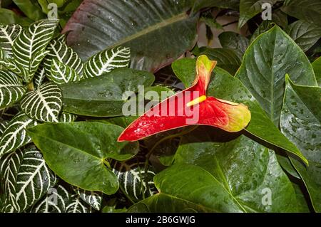 Anthurium andraeanum fiore rosso nel giardino. Flamingo giglio, Taillflower, Laceleaf, fiore A Forma Di Cuore. Circondato da piante tropicali luch. Foto Stock