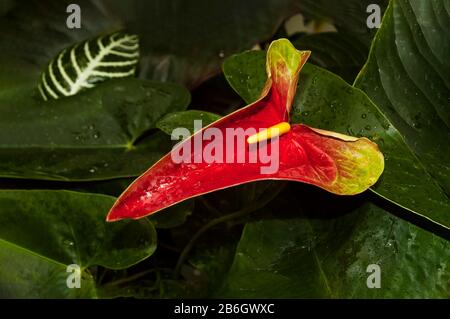 Anthurium andraeanum fiore rosso nel giardino. Flamingo giglio, Taillflower, Laceleaf, fiore A Forma Di Cuore. Circondato da piante tropicali luch. Foto Stock