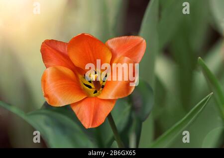 Closeup di tulipano rosso arancio con pistil, circondato da sfondo verde. Foto Stock