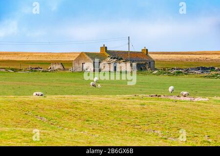 Isole Orkney, Scozia - 21 maggio 2012: Tipico paesaggio verde scozzese e fattoria nelle isole Orkney con pecore. Foto Stock