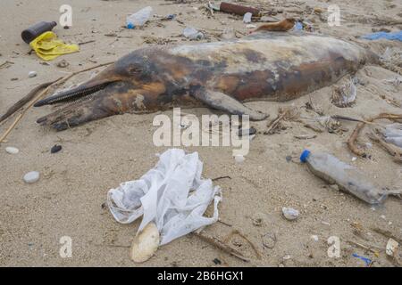 Delfino defunto lavato sulla spiaggia di sabbia è circondato da rifiuti di plastica, bottiglie, sacchetti di plastica e altri detriti di plastica, plastica marina inquinamento Foto Stock