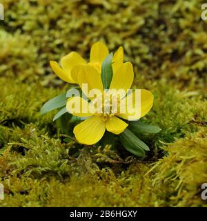 Aconiti invernali (Eranthis hyemalis), fiore aperto, Renania settentrionale-Vestfalia, Germania Foto Stock