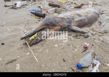 Dead Dolphin lavato sulla spiaggia di sabbia è circondato da immondizia di plastica, bottiglie e altri detriti di plastica, plastica inquinamento marino che uccide marino Foto Stock