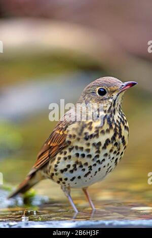 Song thrush (Turdus philomelos) in acque poco profonde, Assia, Germania Foto Stock