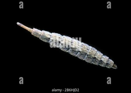 Tabanus sp. (Tabanidae), larva, captive, Francia Foto Stock