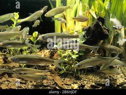 Tetro comune (Alburnus alburnus), prigioniero, Francia Foto Stock