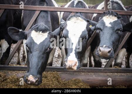 Vacche da latte che alimentano da un trogolo, Yorkshire, Inghilterra, Regno Unito. Foto Stock