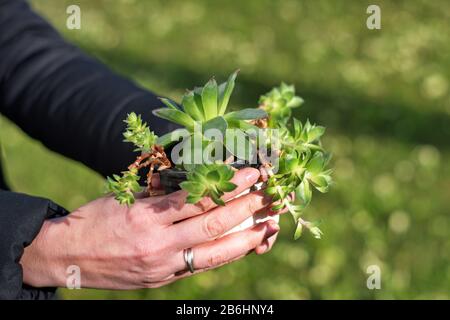 Metà della donna che detiene pianta in vaso Foto Stock