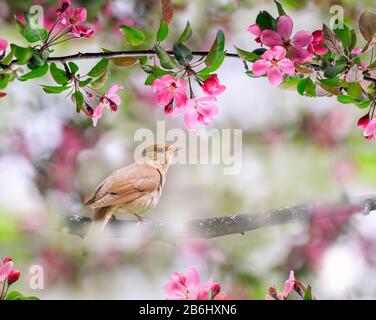 Ritratto songbird un Nightingale si siede su una diramazione in un giardino di maggio circondato da fiori di mela rosa Foto Stock