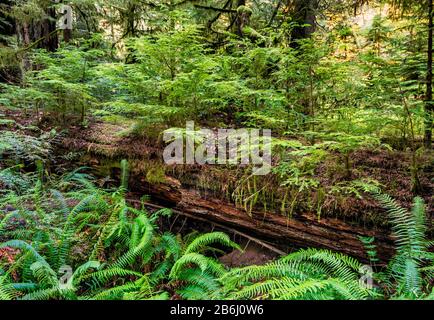 Nuovi giovani pianta che crescono su ceppo infermiera, albero a foresta pluviale di vecchia crescita, Cedar Trail, MacMillan Provincial Park, Vancouver Island, British Columbia, Canada Foto Stock