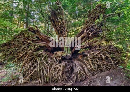 Radici di Douglas-abete sradicato, foresta pluviale temperata, Cedar Trail, MacMillan Provincial Park, Vancouver Island, British Columbia, Canada Foto Stock