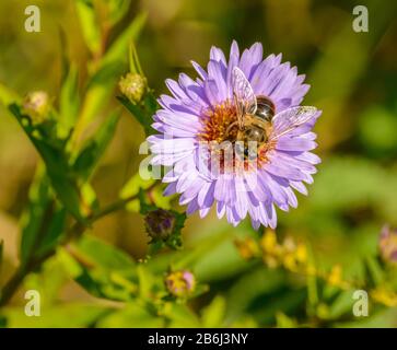 rosa viola margherita fiore con grasso hoverfly su di esso, dettaglio Foto Stock