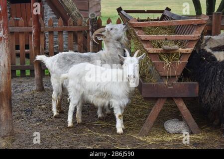 Due capre bianche che mangiano fieno nella fattoria. Capre adulte e giovani che si nutrono di fieno. Foto Stock