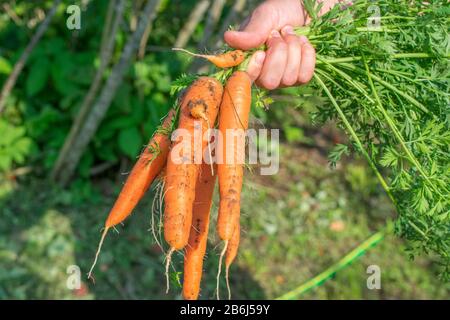 Mano che tiene appena raccolto mazzo di carote giardino sfondo Foto Stock