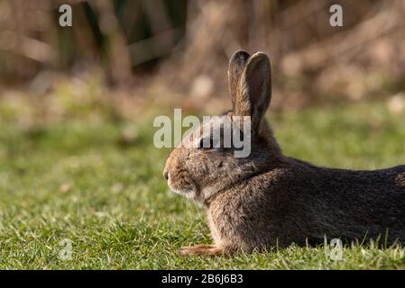 Oryctolagus cuniculus. Ritratto di una scena faunistica di un coniglio europeo in un habitat naturale. Foto Stock