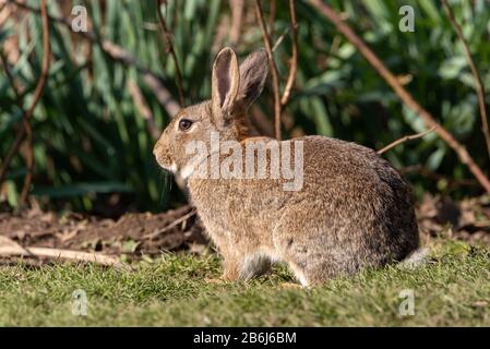 Oryctolagus cuniculus. Ritratto di una scena faunistica di un coniglio europeo in un habitat naturale. Foto Stock