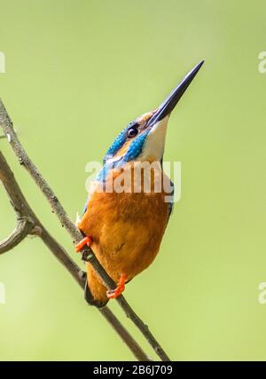 Kingfisher Foto Stock